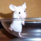 thumbs animaux droles 2002 Animaux drôles du Jour (79 photos)