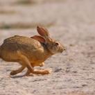thumbs animaux droles 1009 Animaux drôles du Jour (79 photos)