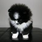 thumbs animaux droles 2012 Animaux drôles du Jour (79 photos)