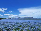 Parc national Hitachi Japon photos)