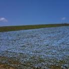 thumbs parc national de hitachi au japon 028 Parc national de Hitachi au Japon (14 photos)
