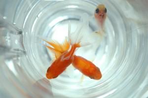 Comment faire garder les animaux quand on part en vacances?