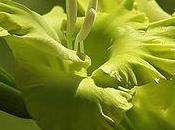 conseils pour conserver glaïeuls coupés