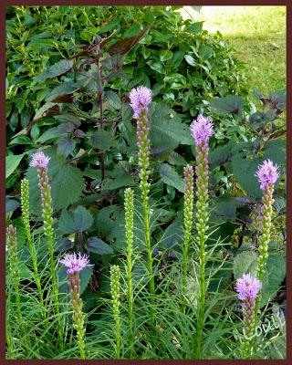 Dernier tour de jardin...