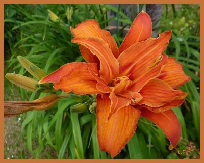 Dernier tour de jardin...