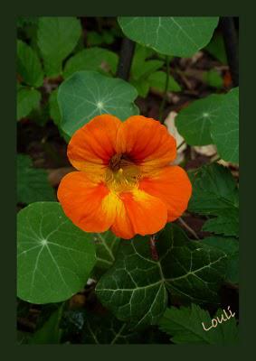 Dernier tour de jardin...