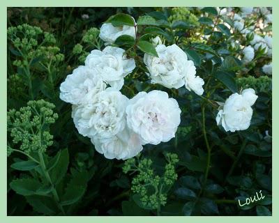 Dernier tour de jardin...