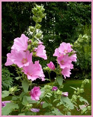 Dernier tour de jardin...