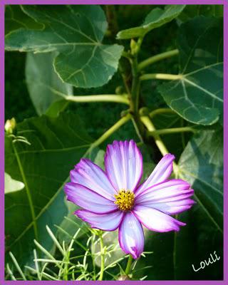 Dernier tour de jardin...