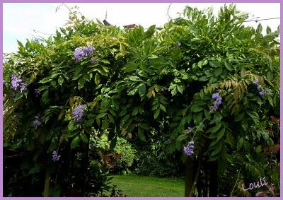 Dernier tour de jardin...