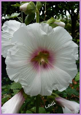 Dernier tour de jardin...