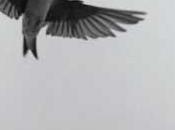 Poésie pure, pure poésie