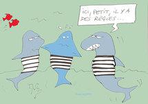 Libérons le requin bouledogue !