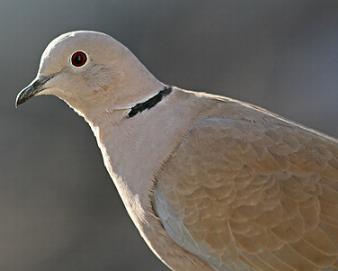 L’oiseau (Abdellatif Laâbi)