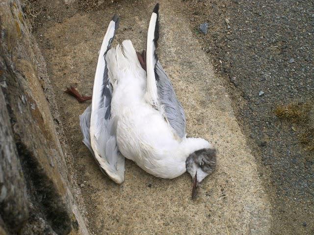 L'OISEAU MORT