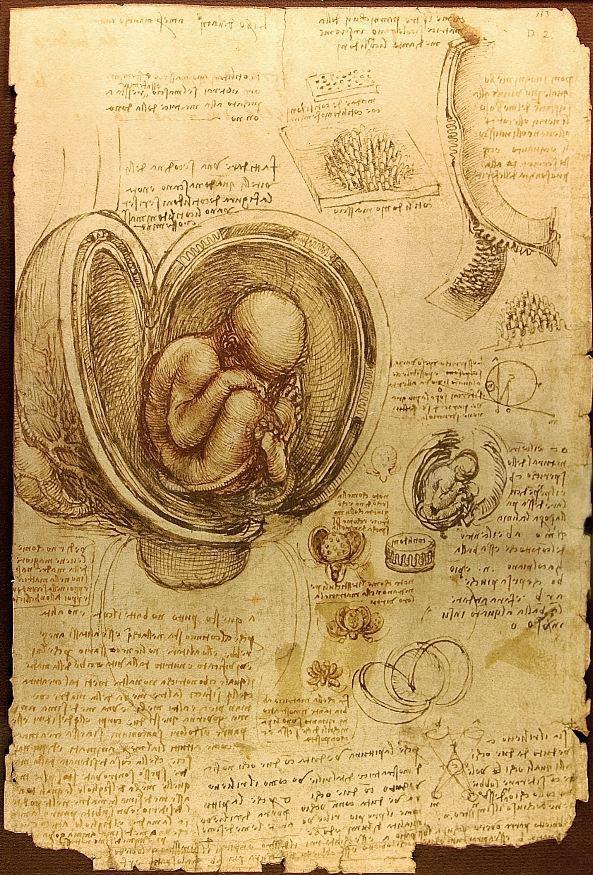 L'IMAGE DU JOUR: Le placenta vu par Leonardo da Vinci