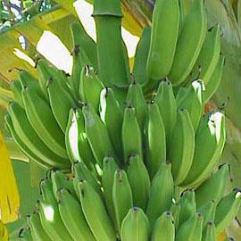 Banane camerounaise : le défi de la compétitivité 