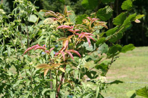 canad rose 18 juil 2010 036.jpg