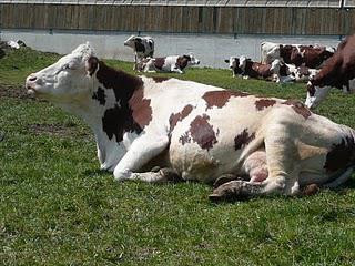 Partir à la ferme... (se les tremper dans du lait)