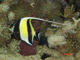 A TRIER - PLUSIEURS JOURNEES 154