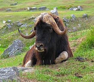 Ouèbe Musique fait relâche