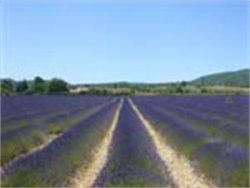 Semaine du goût en Provence