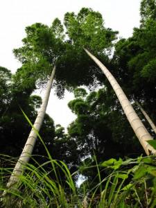 Au coeur d’une forêt de bambous de Chine