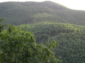 Au coeur d’une forêt de bambous de Chine