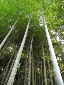Au coeur d’une forêt de bambous de Chine