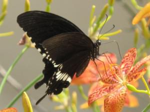 Au coeur d’une forêt de bambous de Chine
