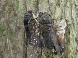 Au coeur d’une forêt de bambous de Chine