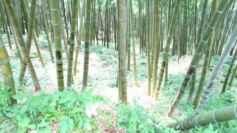 Au coeur d’une forêt de bambous de Chine