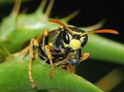 L'IMAGE JOUR: Guêpe