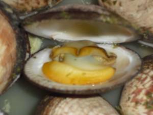 AMANDES DE LA MER A LA MARINIERE – de Nouschka