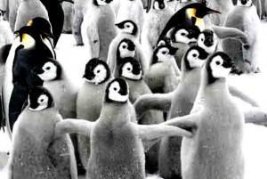 ps-antarctique-traite-manchots-empereurs-glaciers-science-paul-emile-victor-ps76-blog76