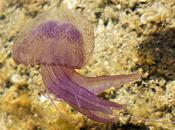 L'IMAGE JOUR: Pélagie