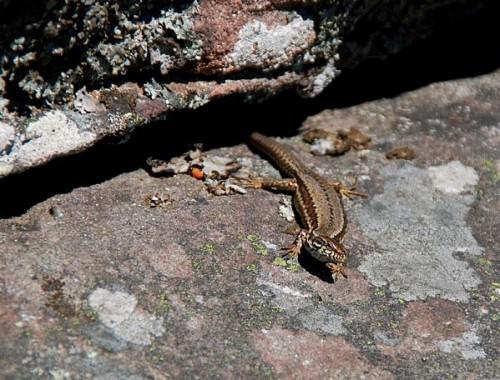 lezard-des-murailles-01--800x600-.jpg