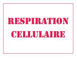 Améliorer sa respiration cellulaire