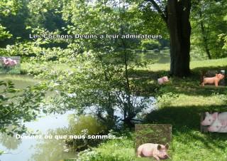 Dossier des cochons.jpg