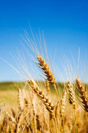 quels sont les bienfaits de grain blé entier sur la santé