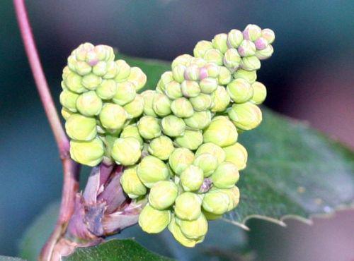 repens fleurs 19 fev 072.jpg