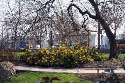 repens fleurs paris 6 avril 188.jpg