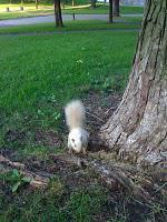 Avez-vous déjà vu l'écureuil albinos du parc Lafontaine!