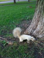 Avez-vous déjà vu l'écureuil albinos du parc Lafontaine!