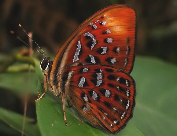 Les ailes du papillon (Jack Kerouac)