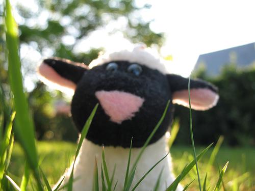 La République des Moutons