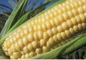 Détournements au projet maïs : Les 47 suspects bientôt devant la barre 