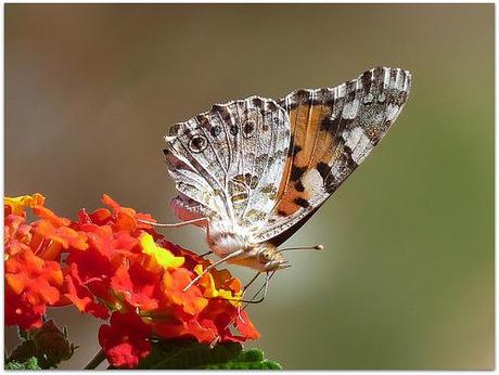 Mon papillon (Jack Kerouac)