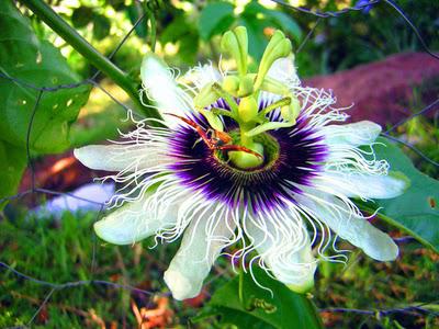 Les calques avec PhotoFiltre Studio X