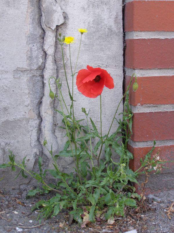 Moi, je fais de toi un coquelicot (Christian Bobin)